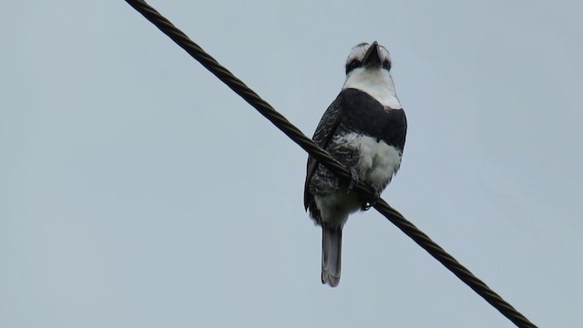 White-necked Puffbird - ML200935281