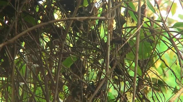 Rufous-crowned Babbler - ML200935771