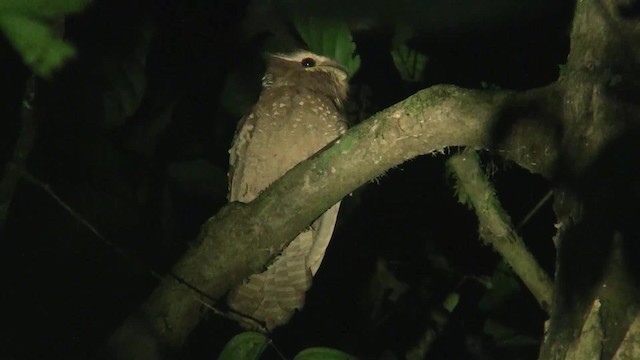 Large Frogmouth - ML200935821