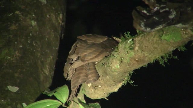 Large Frogmouth - ML200935921