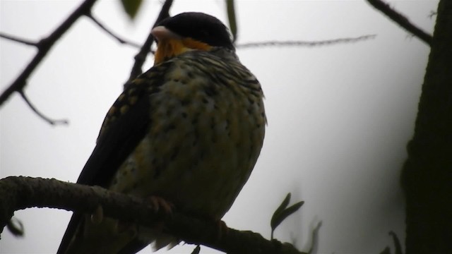 Swallow-tailed Cotinga (Swallow-tailed) - ML200936201