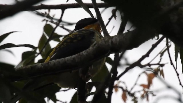 Swallow-tailed Cotinga (Swallow-tailed) - ML200936281