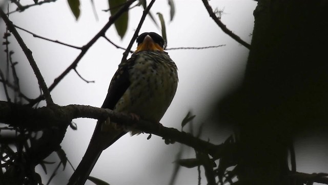 Swallow-tailed Cotinga (Swallow-tailed) - ML200936371