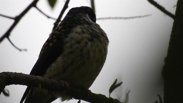Swallow-tailed Cotinga (Swallow-tailed) - ML200936471