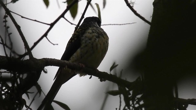 Swallow-tailed Cotinga (Swallow-tailed) - ML200936481