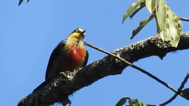 Yellow-fronted Woodpecker - ML200936541