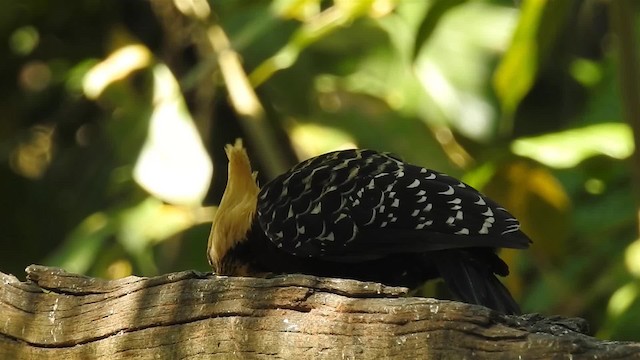 Blond-crested Woodpecker - ML200936661