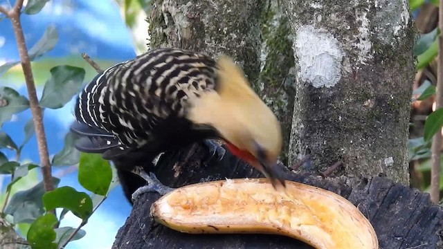 Blond-crested Woodpecker - ML200936671