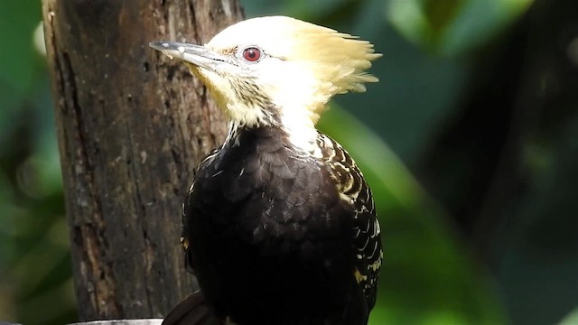 Blond-crested Woodpecker - ML200936711