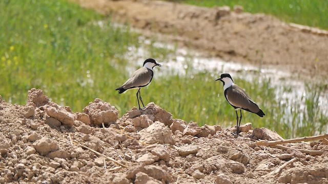 Spur-winged Lapwing - ML200936971
