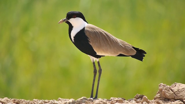 Spur-winged Lapwing - ML200936981