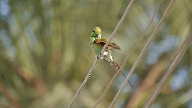 African Green Bee-eater - ML200937031