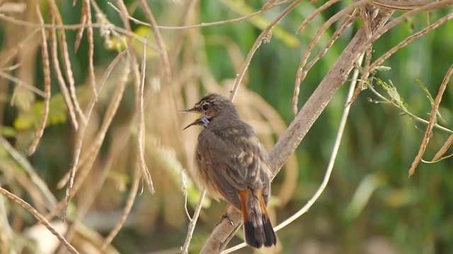 Bluethroat (Red-spotted) - ML200937051