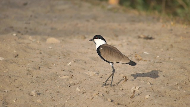 Spur-winged Lapwing - ML200937061
