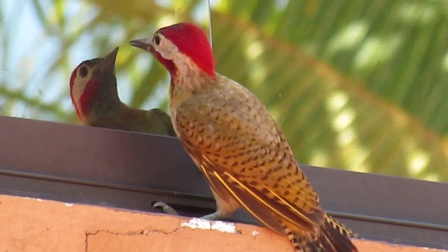 Spot-breasted Woodpecker - ML200937291