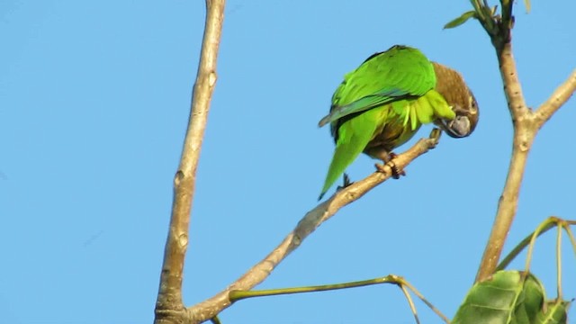 Brown-throated Parakeet - ML200937561