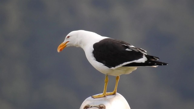 Kelp Gull (dominicanus) - ML200938421