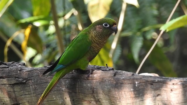 Maroon-bellied Parakeet (Green-tailed) - ML200938451