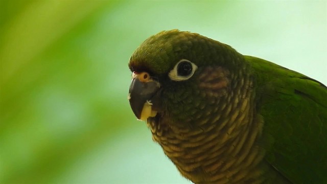 Maroon-bellied Parakeet (Green-tailed) - ML200938461