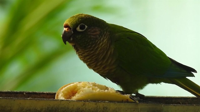 Maroon-bellied Parakeet (Green-tailed) - ML200938551