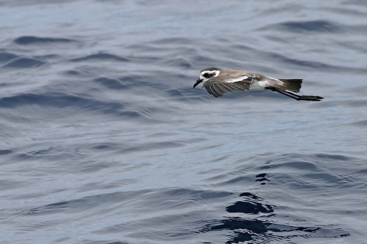 White-faced Storm-Petrel - ML20093871