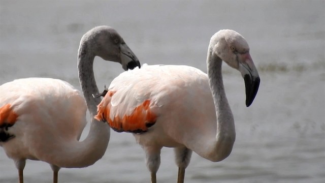 Чилийский фламинго - ML200938941