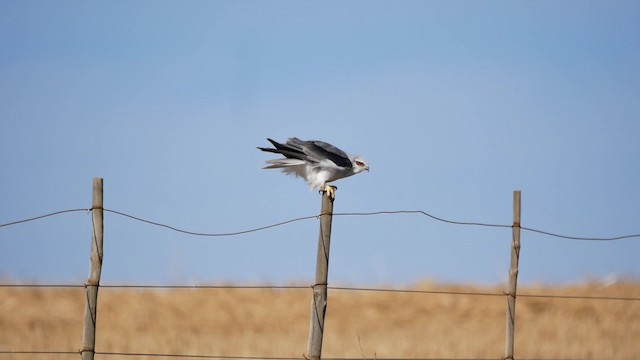 Black-winged Kite (African) - ML200939121