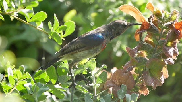 Southern Double-collared Sunbird - ML200939371