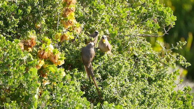 Speckled Mousebird - ML200939431
