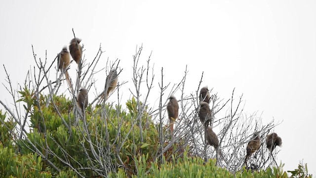 Speckled Mousebird - ML200939441