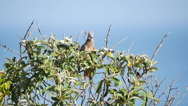 Speckled Mousebird - ML200939451