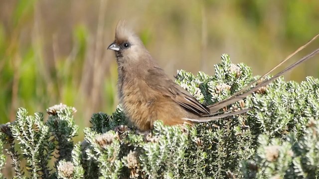 Speckled Mousebird - ML200939461