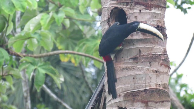 Black-necked Aracari - ML200939521