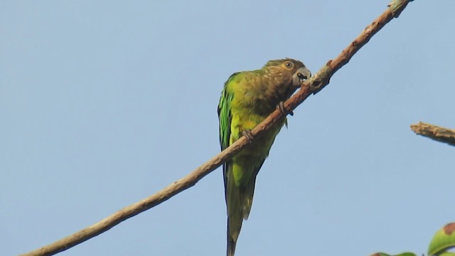 Brown-throated Parakeet - ML200939571