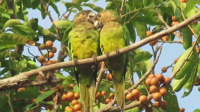 Brown-throated Parakeet - ML200939581