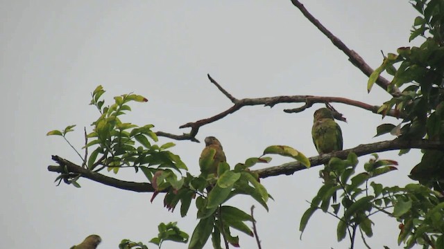 Brown-throated Parakeet - ML200939591
