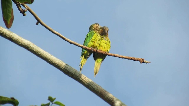 Brown-throated Parakeet - ML200939601