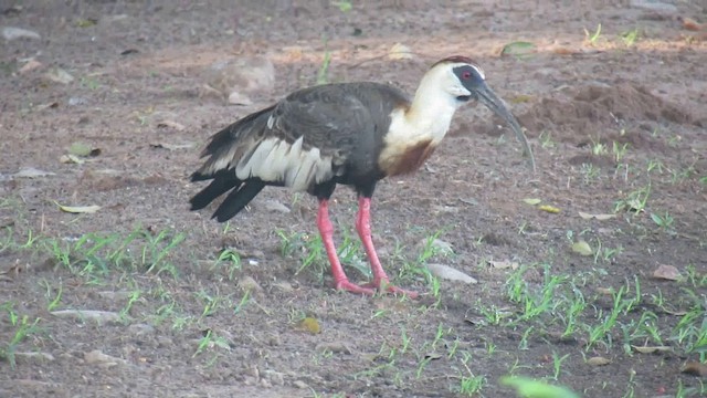 ibis bělokřídlý - ML200939611