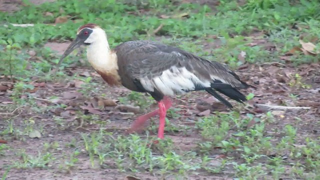 ibis bělokřídlý - ML200939631