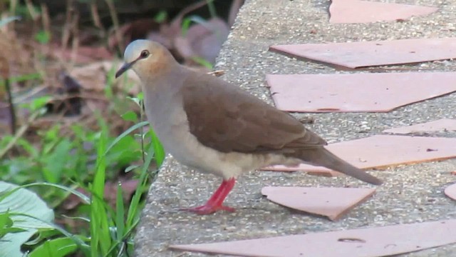 Gray-fronted Dove - ML200939761
