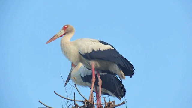Maguari Stork - ML200939871