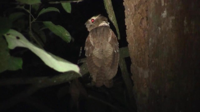 Large Frogmouth - ML200940151