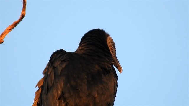 Black Vulture - ML200940231