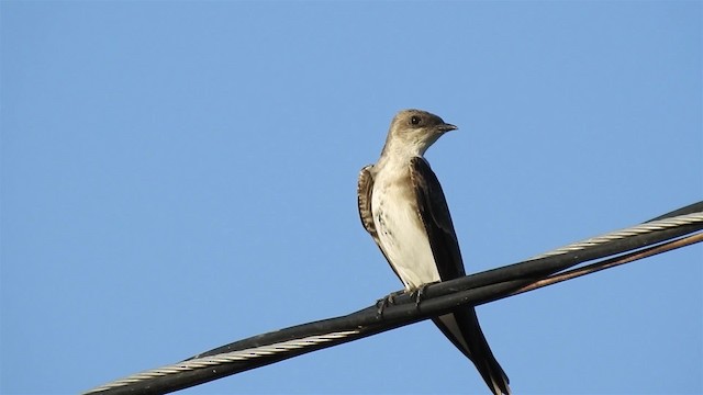 Brown-chested Martin (fusca) - ML200940391