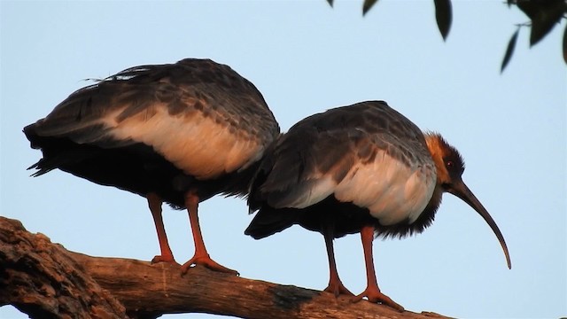 ibis bělokřídlý - ML200940421