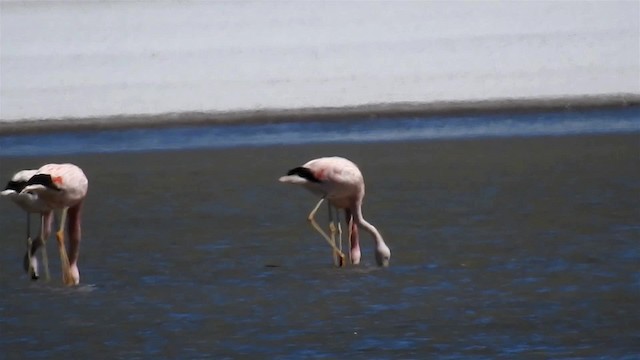 Andean Flamingo - ML200940661