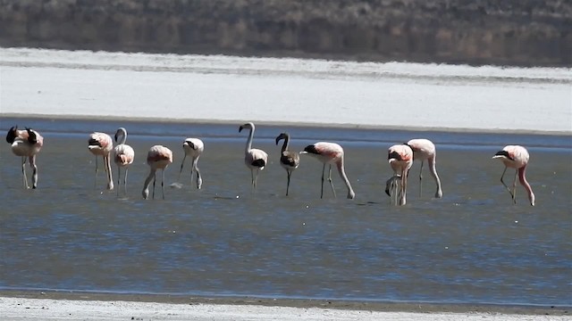 Andean Flamingo - ML200940671