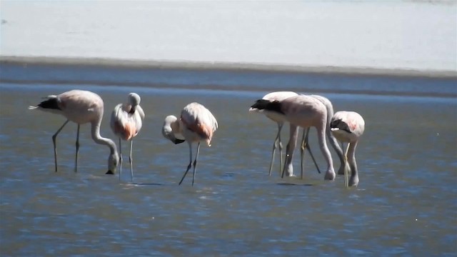 Andean Flamingo - ML200940681