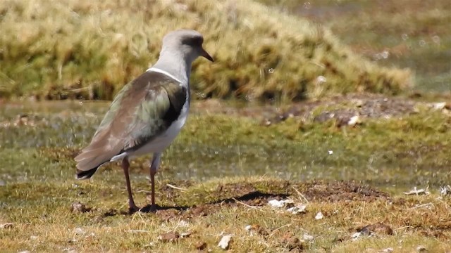 Andean Lapwing - ML200940741