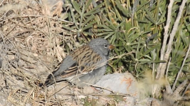 Band-tailed Seedeater - ML200940761